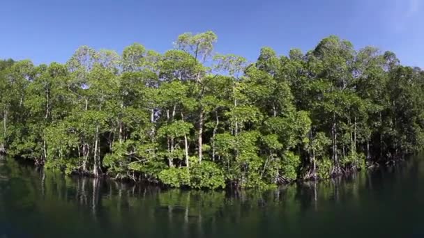 Mangrov orman kenarında uzaktan Adası — Stok video