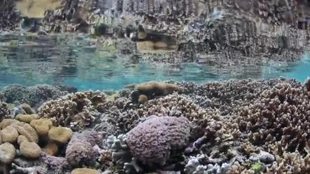 Arrecife de coral poco profundo en Indonesia — Vídeo de stock