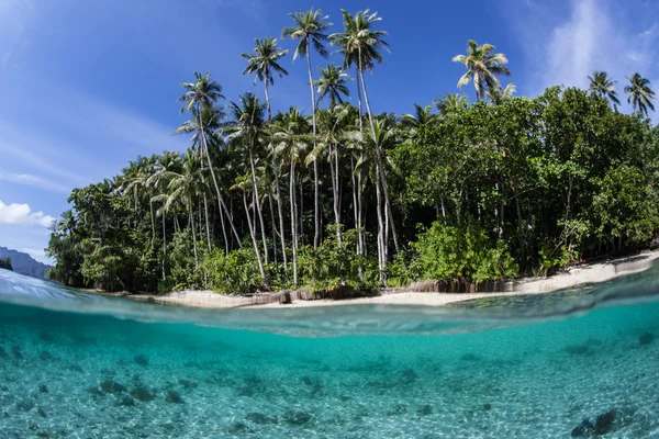 Palmiers poussant sur une plage éloignée — Photo