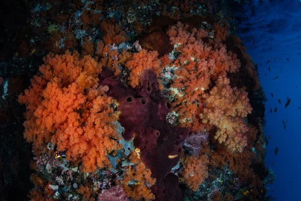 Recife de Coral Vibrante em Raja Ampat — Fotografia de Stock