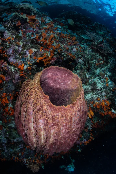 Esponja de barril grande en el arrecife del Pacífico — Foto de Stock