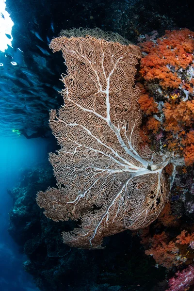 Ventilatore e coralli marini a Raja Ampat — Foto Stock