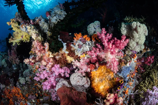 Coraux mous colorés dans le Pacifique tropical — Photo