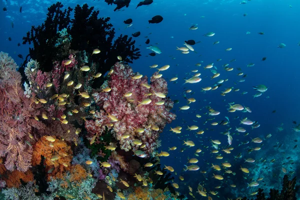 Alimentazione variopinta dei pesci della barriera corallina in corrente Immagini Stock Royalty Free