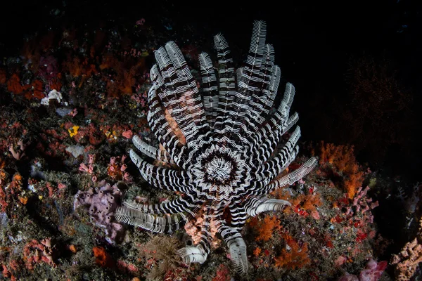 Feather Star op rif — Stockfoto