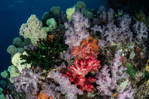 Corais suaves coloridos — Fotografia de Stock