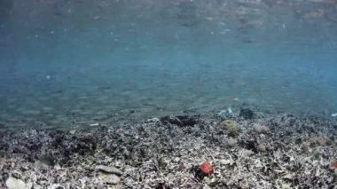 Okul Silversides sığ suda