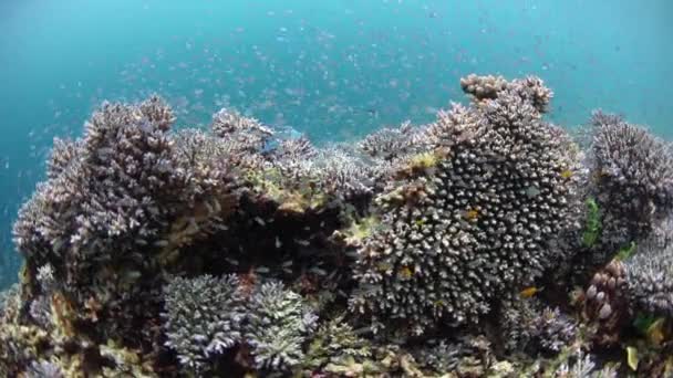 Pesca Juvenil y Arrecife de Coral — Vídeo de stock