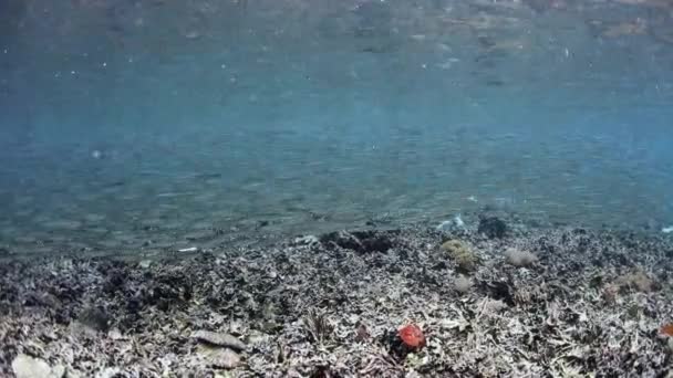 学校教育银鱼在浅水里 — 图库视频影像