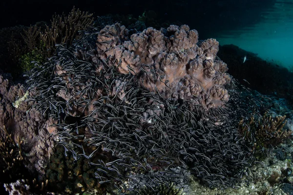 在珊瑚礁上的少年条纹的鳗鱼鲶鱼 — 图库照片