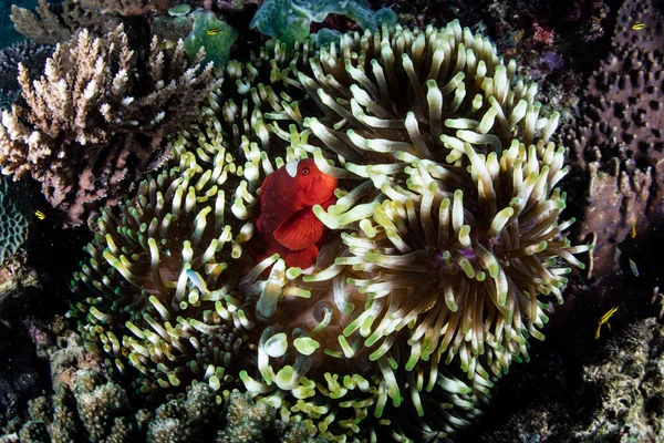 Spinekind Anemonefish i Raja Ampat — Stockfoto