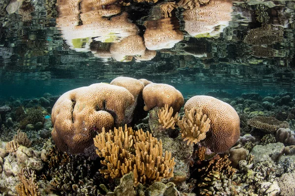 Отбеливание кораллов — стоковое фото