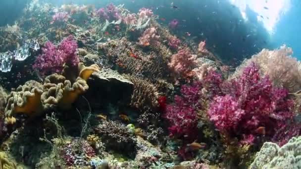 Raja Ampat Corales y Peces — Vídeo de stock