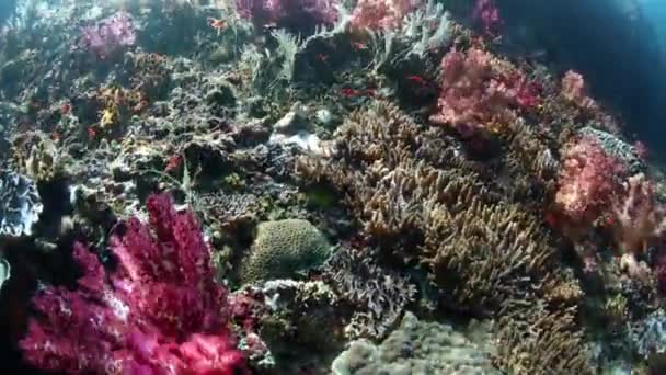 Коралловый риф Раджа Ампат — стоковое видео