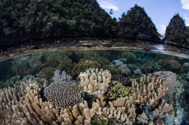 Sığ Mercanlar ve Kireçtaşı Adaları