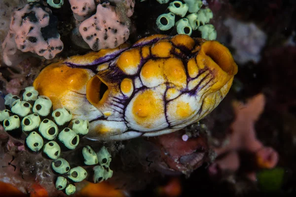 Barevné Ascidians na indonéské Reef — Stock fotografie