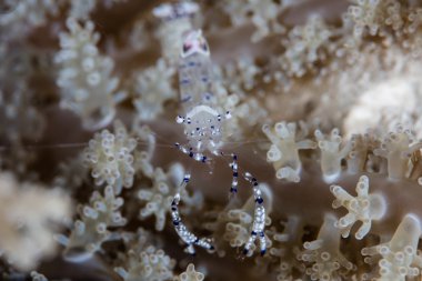 Anemon karides tropikal Pasifik