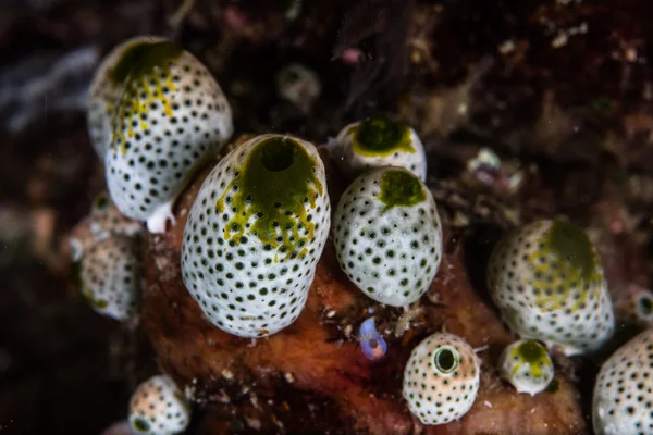 Small Tunicates on Coral Reef — Stock Photo, Image