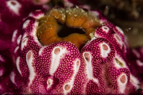 Колоніальний Tunicates на риф — стокове фото