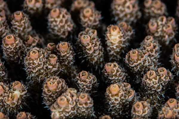 ミドリイシ珊瑚のコロニーの詳細 — ストック写真