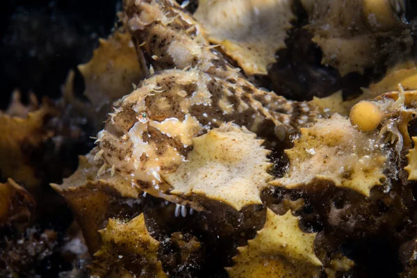 Sargassumfish Camouflaged in Algae — Stock Photo, Image