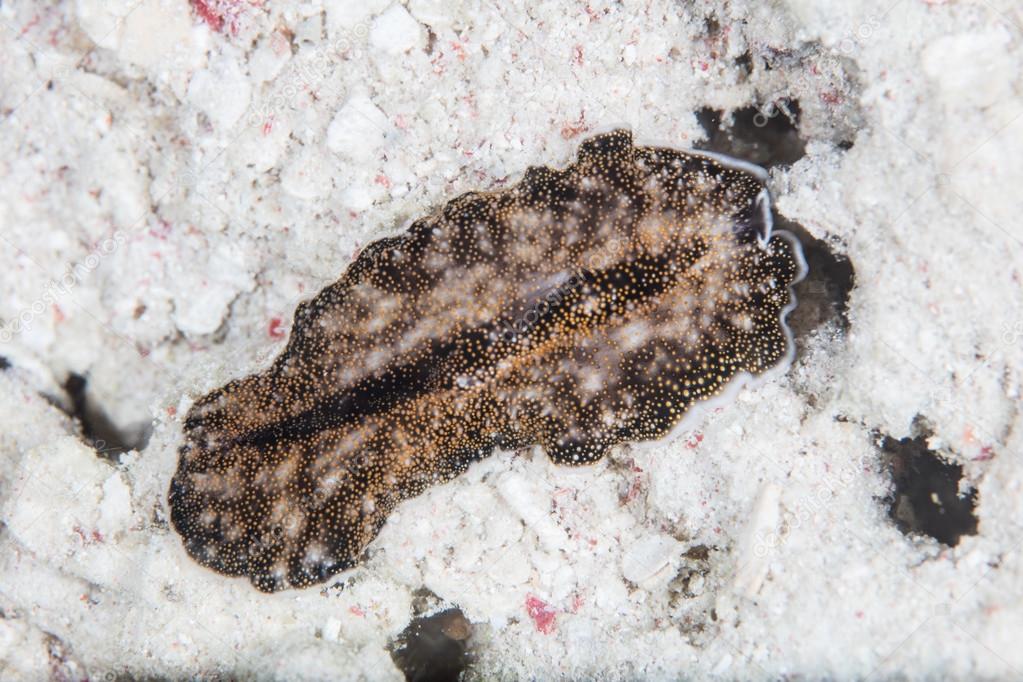 Flatworm Crawling on Sand in Tropical Pacific