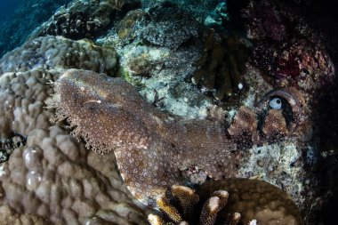 Raja Ampat içinde püsküllü Wobbegong köpek balığı