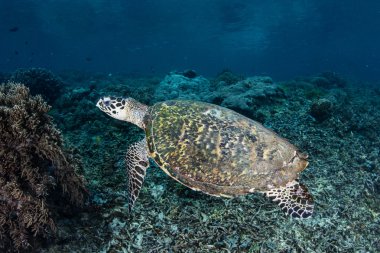 Hawksbill Deniz Kaplumbağası Sualtı