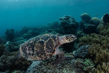 Hawksbill deniz kaplumbağası ve resif