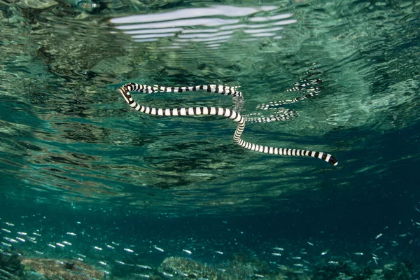 Морская змея в Раджа-Ампате — стоковое фото