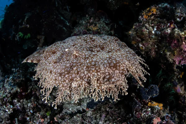 Tubarão Tasseled Wobbegong — Fotografia de Stock