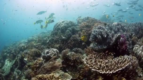 Hermoso arrecife de coral — Vídeo de stock