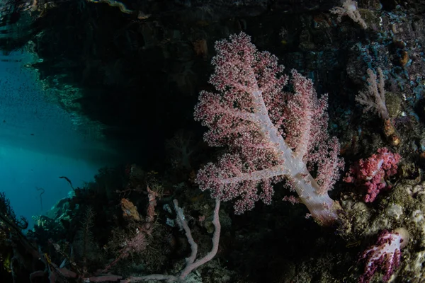 Corail mou sur le bord du récif — Photo