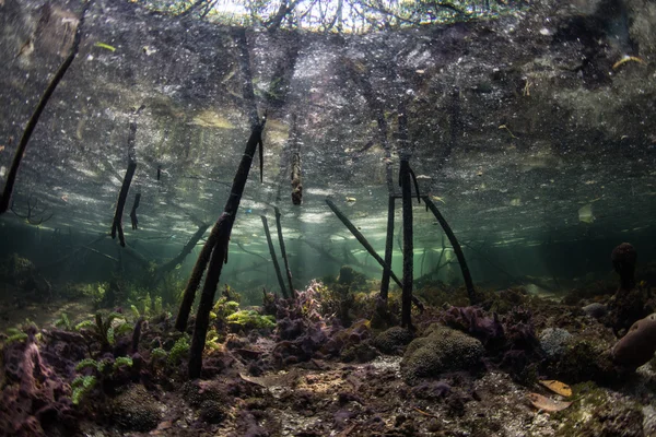 Mangrovové kořeny v Indonésii — Stock fotografie