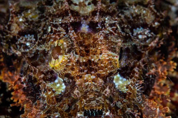 Pola Warna Scorpionfish — Stok Foto