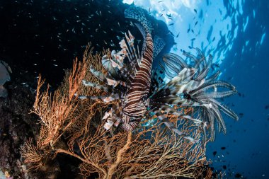 Lionfish ve renkli Gorgonian