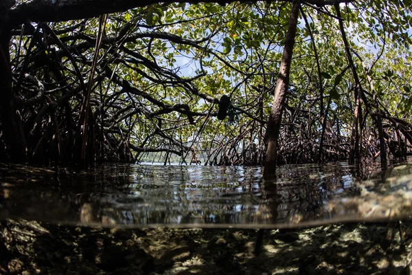 Árboles de manglar en el Pacífico Tropical — Foto de Stock