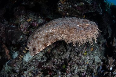 Püsküllü Wobbegong köpek balığı