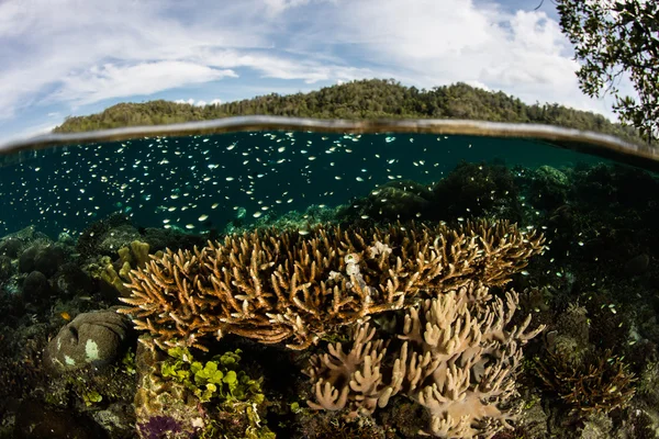 Korallrev i Indonesien — Stockfoto