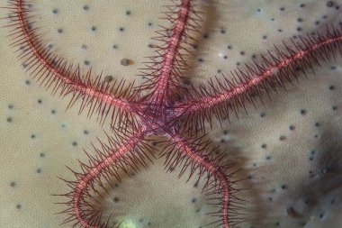 Şekeri yıldız detay