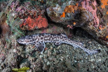 Zemine üzerinde mercan Catshark