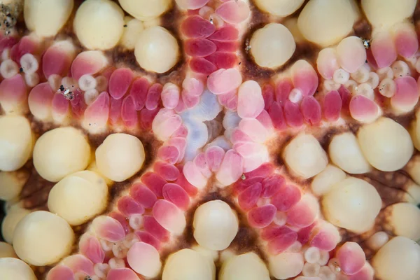 Warty Starfish Parte inferiore — Foto Stock