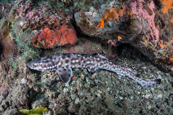 Coral Catshark en el fondo marino —  Fotos de Stock
