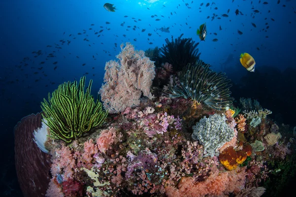 Récif corallien coloré et sain — Photo