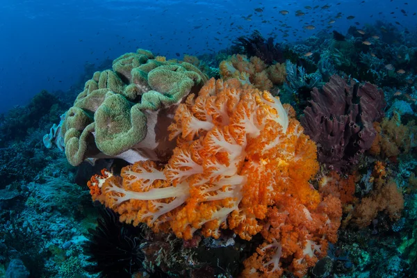 Briljante zachte koralen in Indonesië — Stockfoto