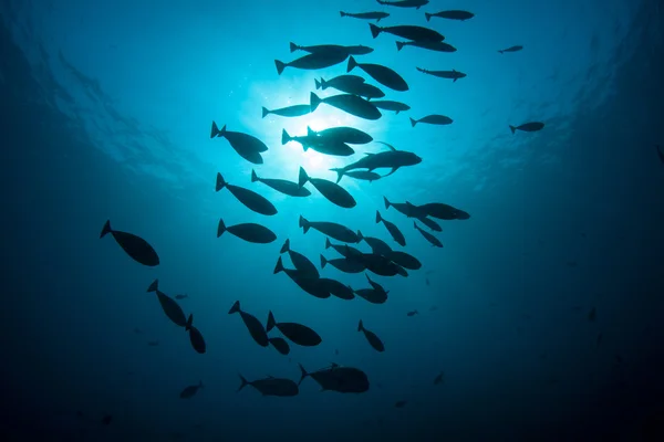 Шкільне риби в тропічних Тихоокеанського — стокове фото