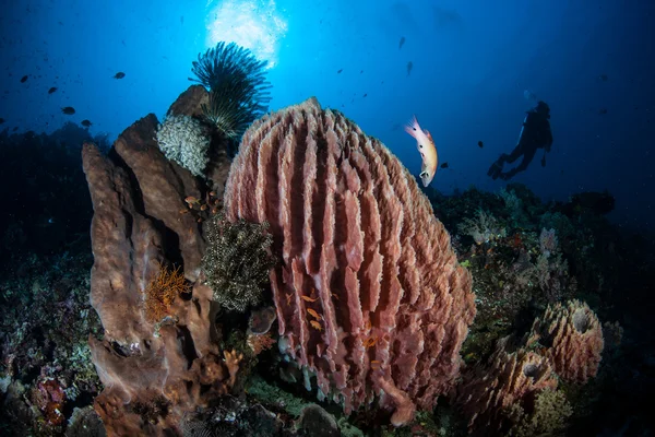 Barrel Sponge in Komodo — Stock Photo, Image