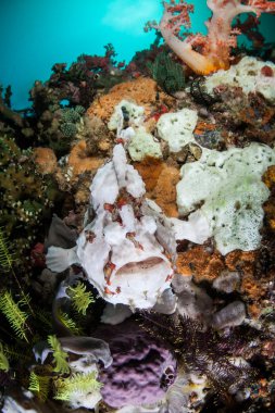 Resif üzerinde kamufle dev Frogfish