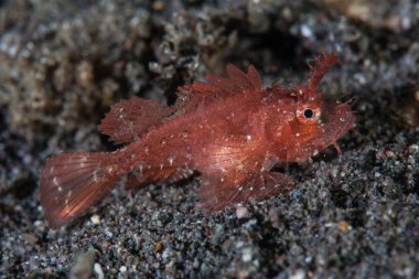 Juvenil Ambon Scorpionfish siyah kum üzerinde