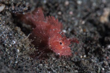 Komodo Juvenil Ambon Scorpionfish